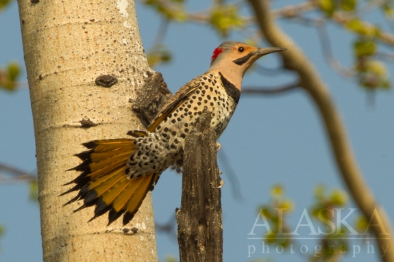 A northern flicker displays from a quaking aspen, outside of Fairbanks.