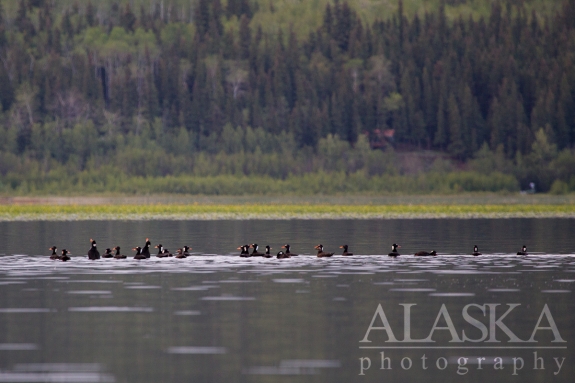 A flock of surf scoters swim on Quartz Lake after 10pm in late June.