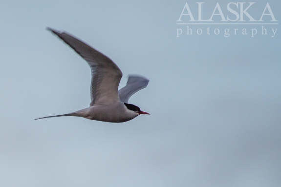 Arctic tern flight around the lake looking for a meal.