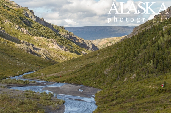 Hikers stop and loop across Savage River while hiking the loop. Bear, moose, and caribou are commonly spotted here.