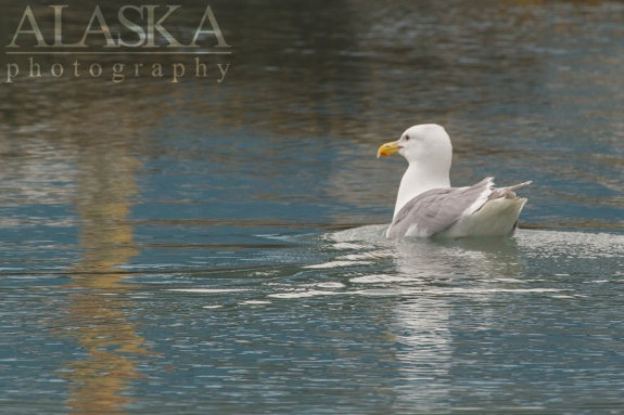 A Glaucous-winged gull takes a swim break near Solomon Gulch.