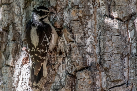 A downy woodpecker clings to the side of a cottonwood.