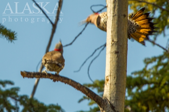 Flickers dance and display while sizing eachother up.