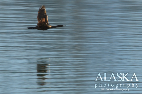 A Pelagic Cormorant flies above the surface of Shoup Bay.