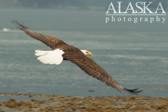 A bald eagle looks for fisherman scraps along Port Valdez.