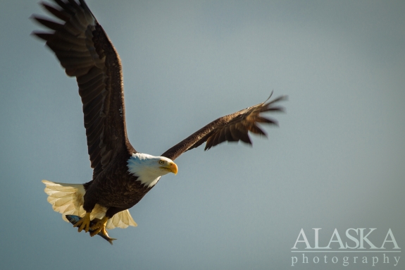 A bald eagle flies away with a little fish.