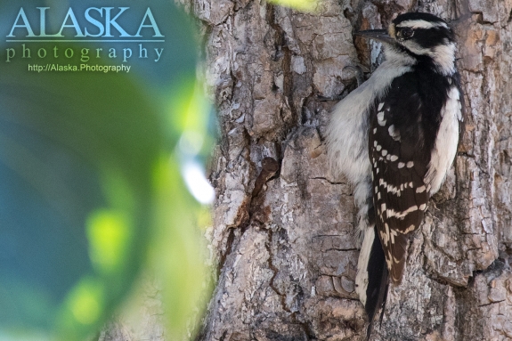 A downy woodpecker clings to the bark of a cottonwood tree near Valdez.