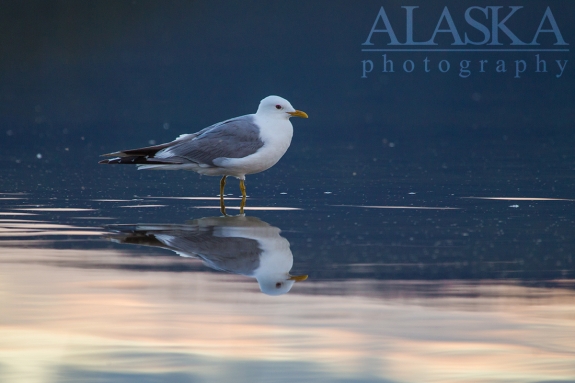 Mew gulls are also found along the shores of Quartz Lake.