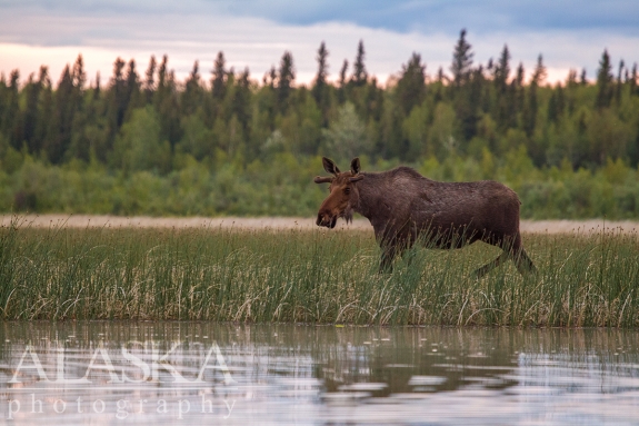 Calf moose walks along the west shore of Quartz Lake.