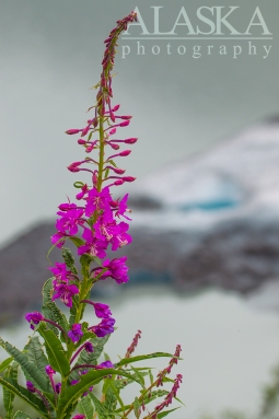 Fireweed grows on the mountain sides overlooking the glaciers lake.