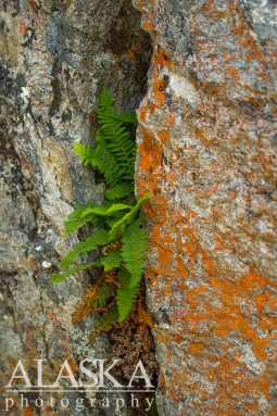 A fragrant woodfern, grows from a wall covered with elegant sunburst lichen, along Savage Alpine Trail in Denali NP.