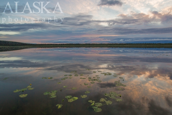 Water lilies rest in the glassy water of Quartz Lake after the sun goes down.