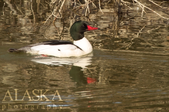 A male merganser swims along at the Chilkat River.