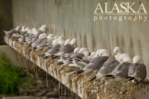 Mew gulls nest along the Solomon Gulch bridge in Valdez.