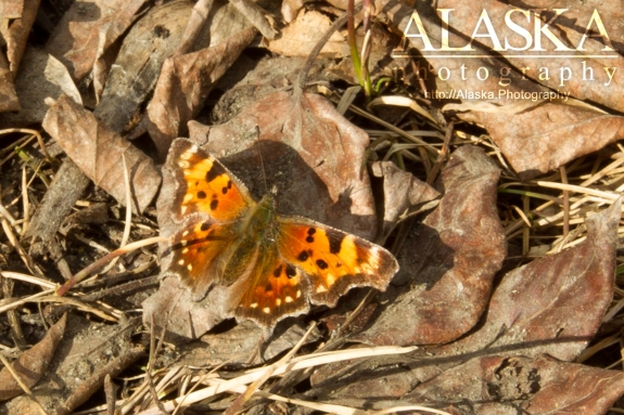 Green comma sits in fallen leaves near Gilahina River.