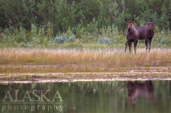 A cow moose and her bull calf come out to feed along the shores and in the shallows of the west end of Quartz Lake.