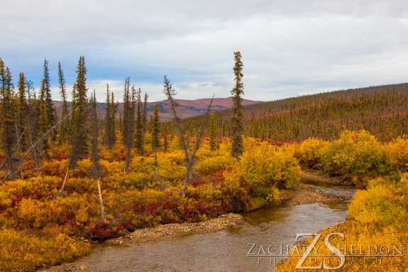 Looking north up Moose Creek shortly before it enters Nome Creek (to the south). Taken Sept 7, 2013. 