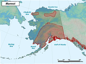 Habitat of Marmots in Alaska