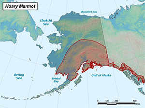 Habitat of Hoary Marmot in Alaska