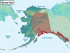 Habitat of Boreal Owl in Alaska