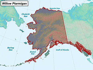 Habitat of Willow Ptarmigan in Alaska