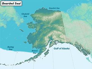 Habitat of Bearded Seal in Alaska