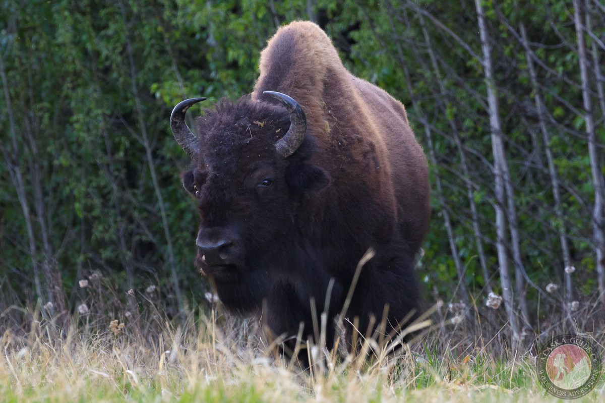 A bison stops while eating grasses.