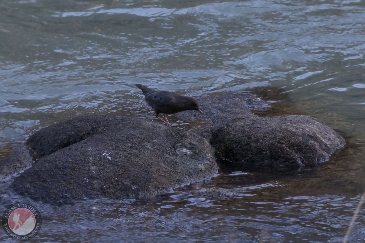 American dipper peers into the Chilkoot River looking for food.