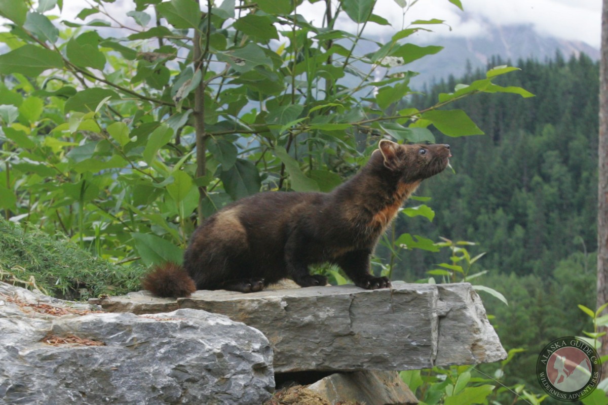 A marten in the woods outside of Haines.