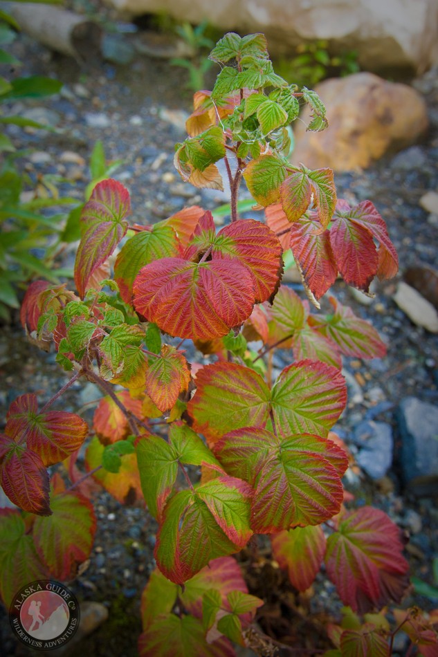 American Red Raspberry - Rubus strigosus found up the Klehini Valley, near Haines.