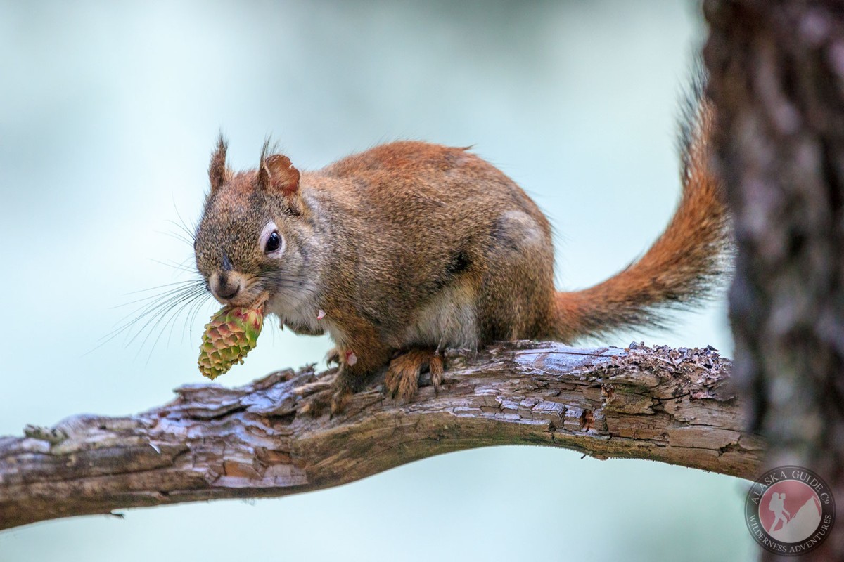 A red squirrel eats a hemlock cone from a branch. Valdez, Alaska.