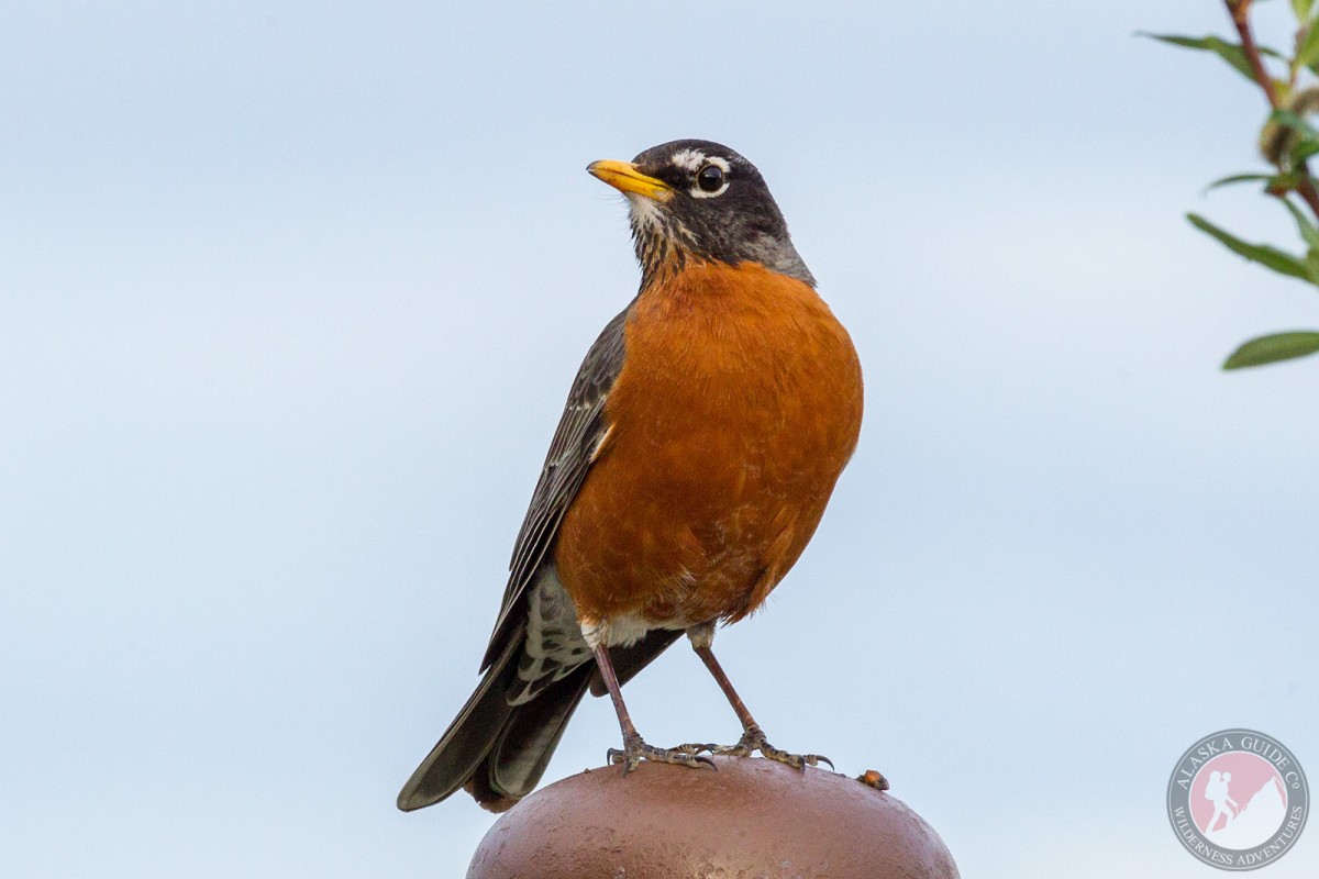 An American robin stands on a post in Talkeetna.