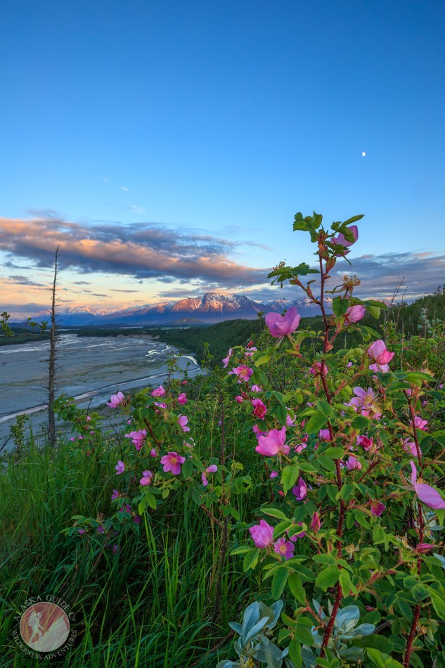 Arctic rose growing above the Matanuska River, just on the edge of Palmer.