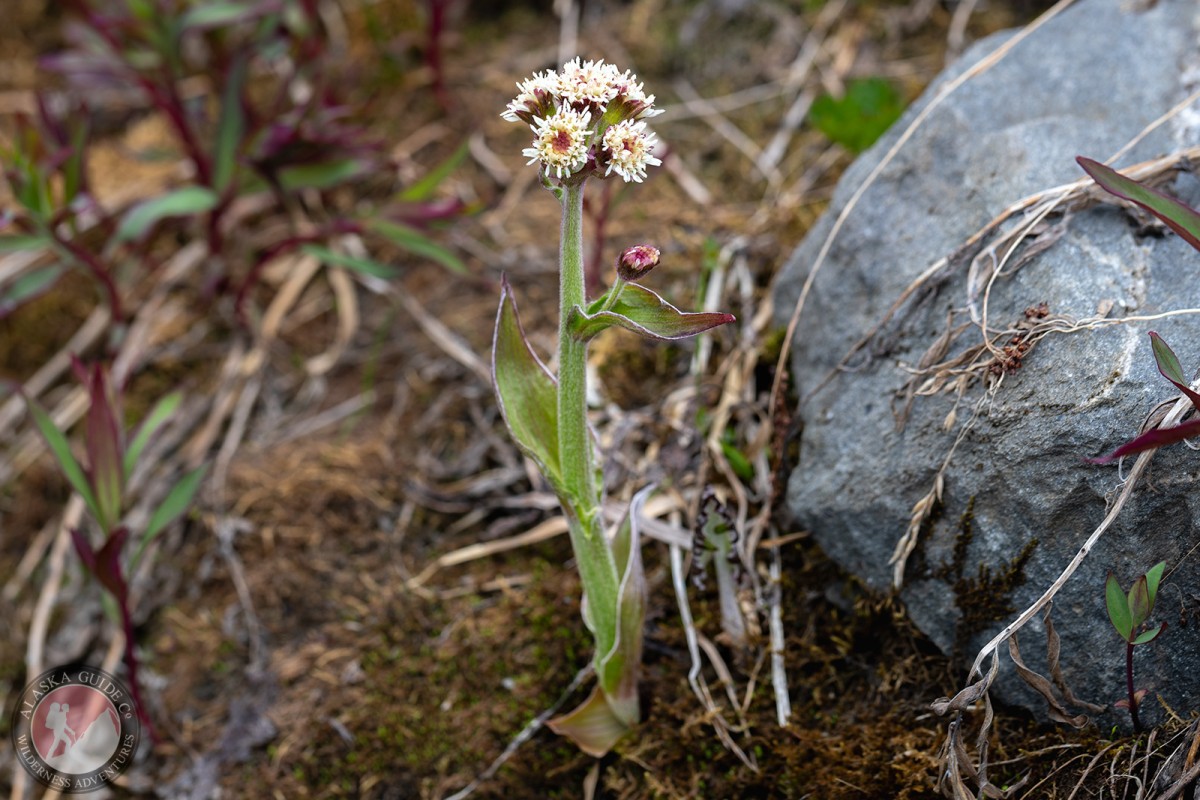 Arctic Sweet Coltsfoot (Petasites frigidus) growing in the Chugach Mountains, alpine around Valdez. July 11, 2023.