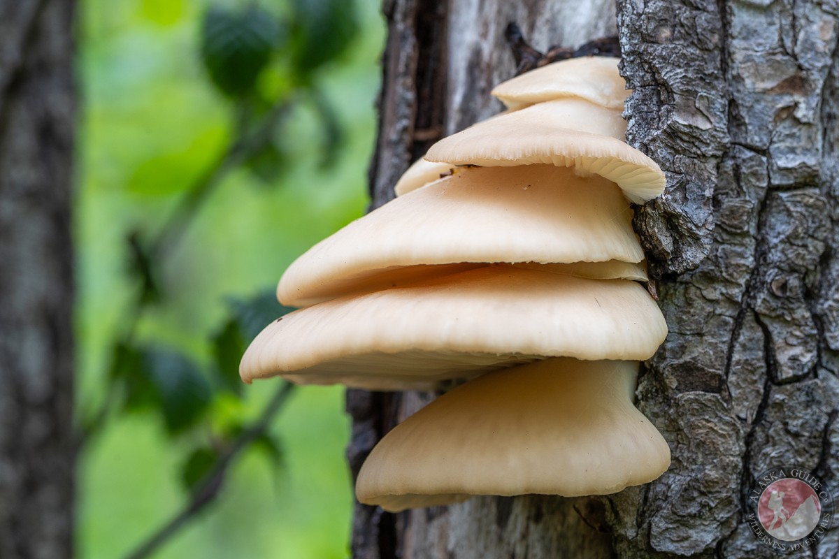 Aspen oyster mushrooms growing out of a cottonwood tree in Valdez.