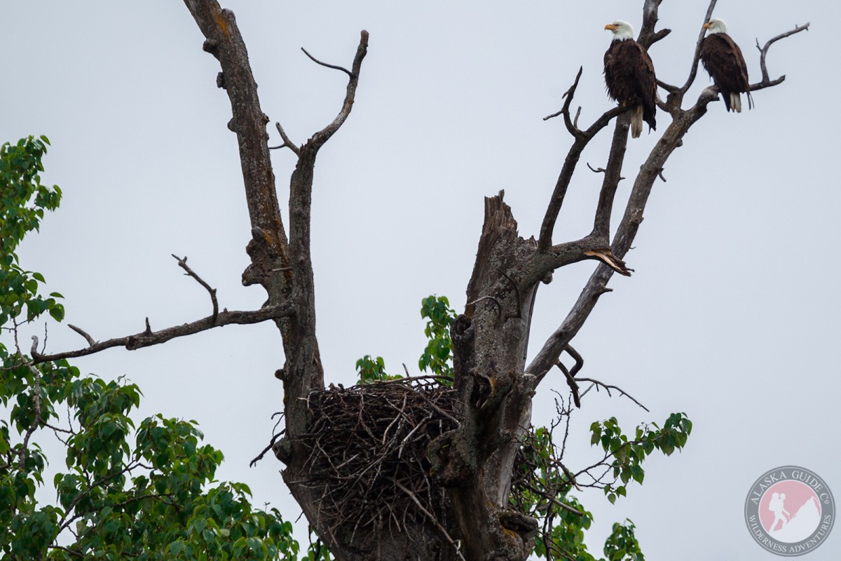 Bald eagles sitting above their nest near Valdez, Alaska.