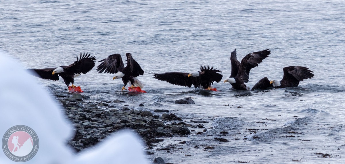 A bald eagle catches a yelloweye rockfish and hauls it onto Allison Point, Port Valdez, Valdez, Alaska.