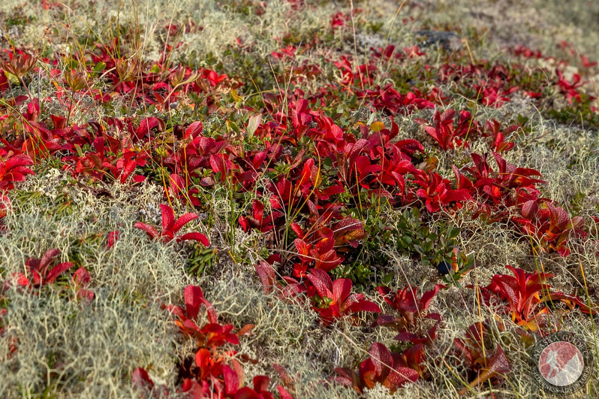 Bearberry leaves turn bright red in autumn. Mixed with cladonia lichen.