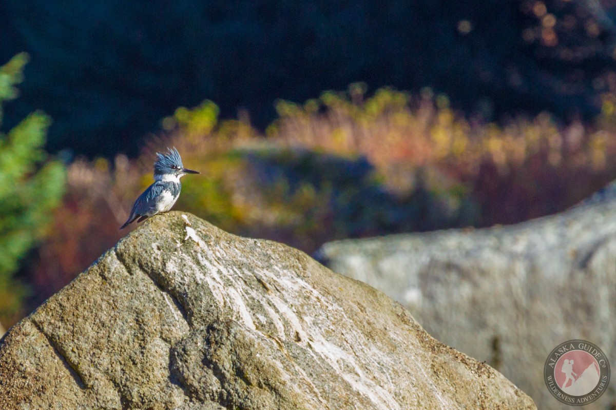 A belted kingfisher sits on a rock, along side the Chilkoot River, Haines, Alaska.