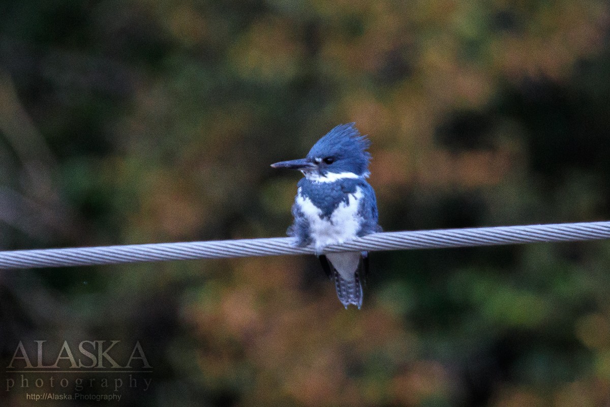 A belted kingfisher sits on a wire in Valdez.