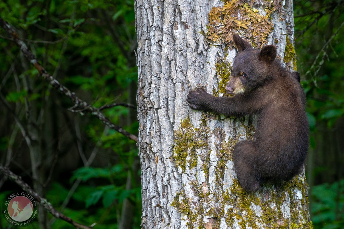 A black bear cub climbs a cottonwood tree near Valdez, Alaska.