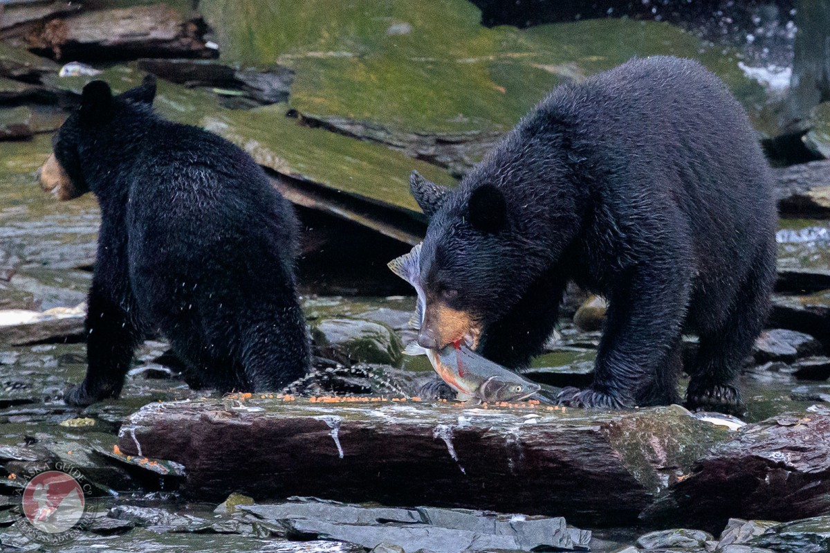A black bear sow and her cub eat salmon along Port Valdez, Valdez, Alaska.