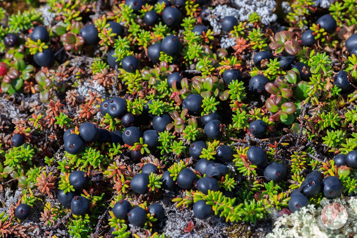 Black crowberries up on Thompson Pass, Valdez, Alaska.