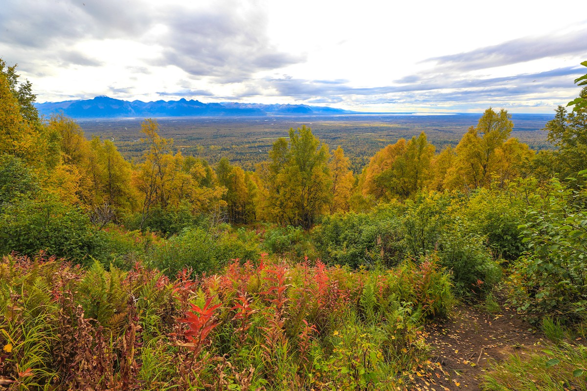 Blueberry Knoll Trail as it clears tree line and looks out over Palmer and Cook Inlet.