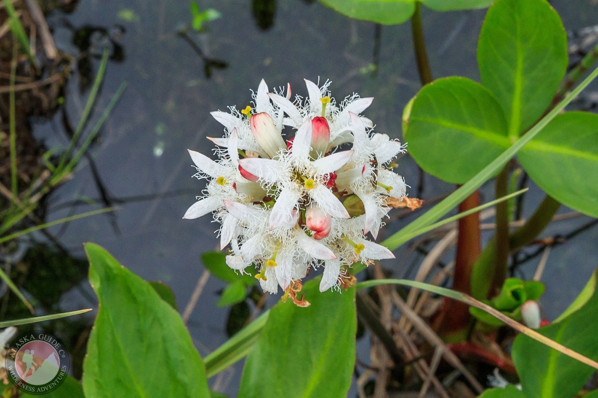 Bogbean (Menyanthes trifoliata) in bloom.