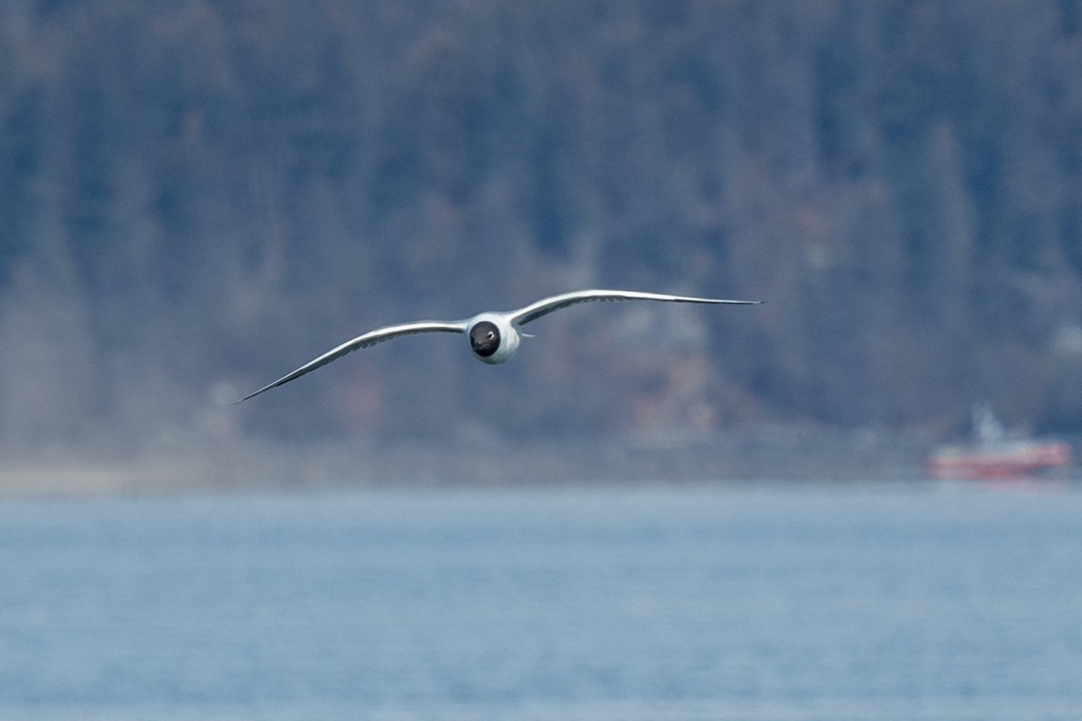 Bonaparte's Gull flying over Port Valdez.