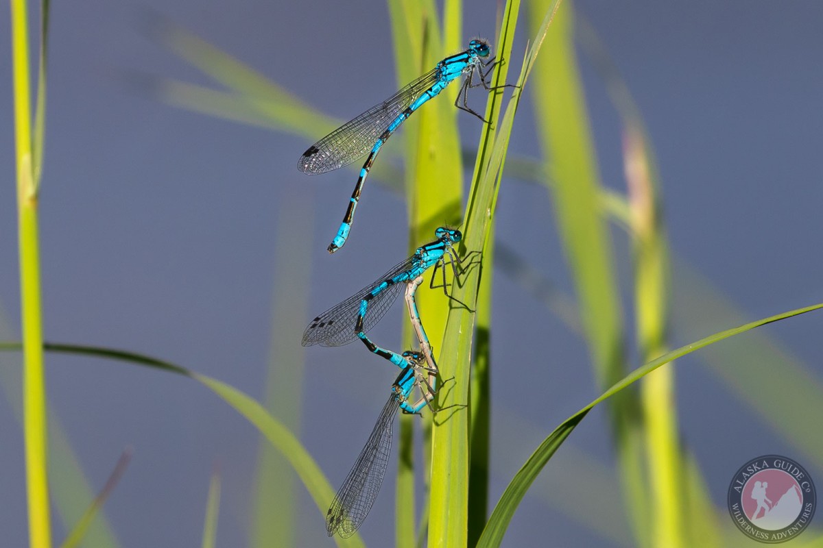 Identify Alaskan Dragonfly and Darner Species