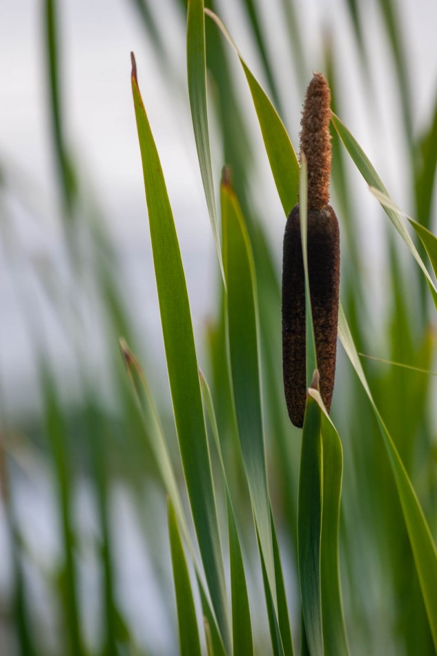 A broadleaf cattail growing around Fairbanks.