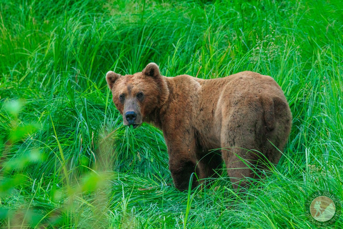 A brown bear, munches on grass along the edges of Port Valdez, Valdez, Alaska.