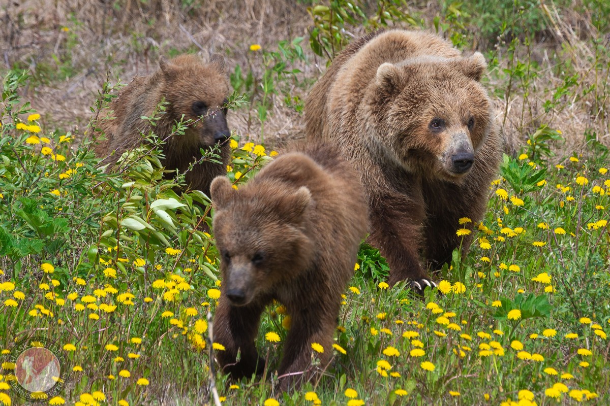 A sow brown bear and her cubs walk through a field of dandelions near Valdez, Alaska.